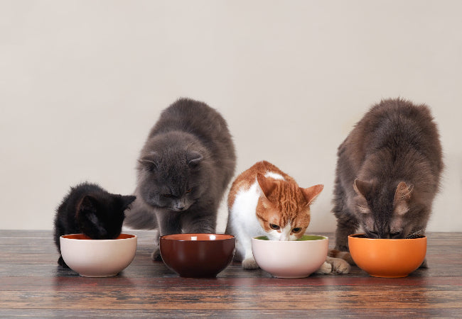 Feeding Multiple Cats: Tips for Stress-Free, Healthy Meals