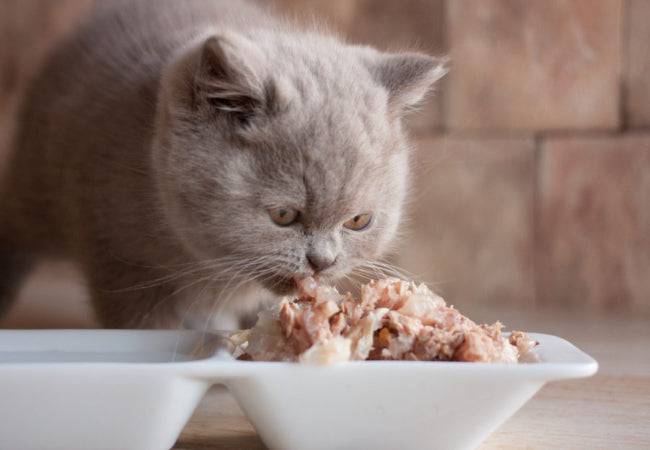 Fish Oil for Cats: Benefits, Dosage & Safety Tips