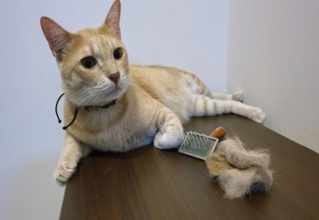 Hairball Hassles: How to Prevent and Treat This Common Issue 2025 😺