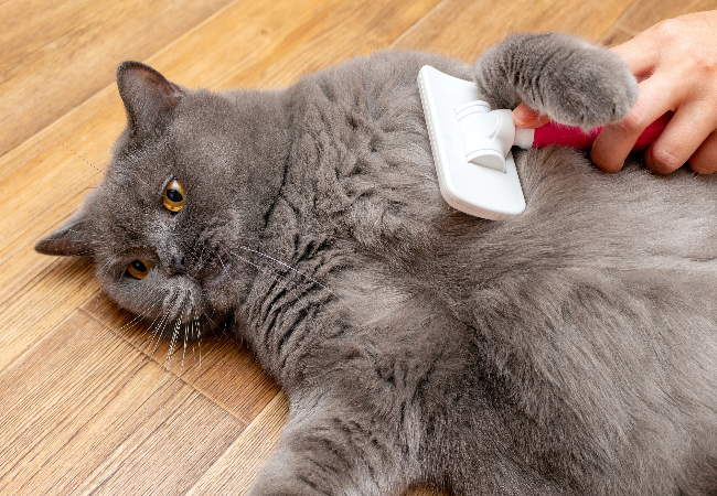 Healthy Cat Coat Tips: Shiny, Smooth Fur for Your Kitty