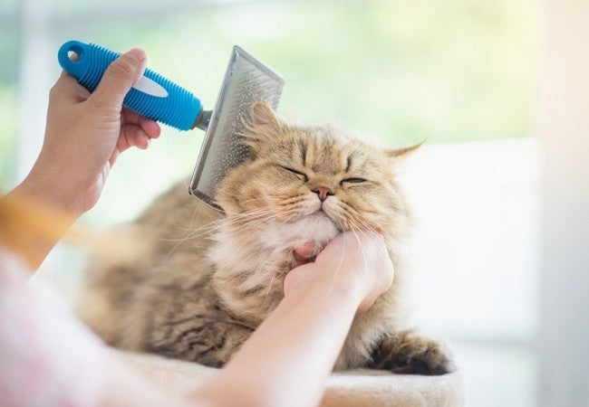 Help Your Cat Be Sociable: Vet-Approved Tips for Friendly Cats