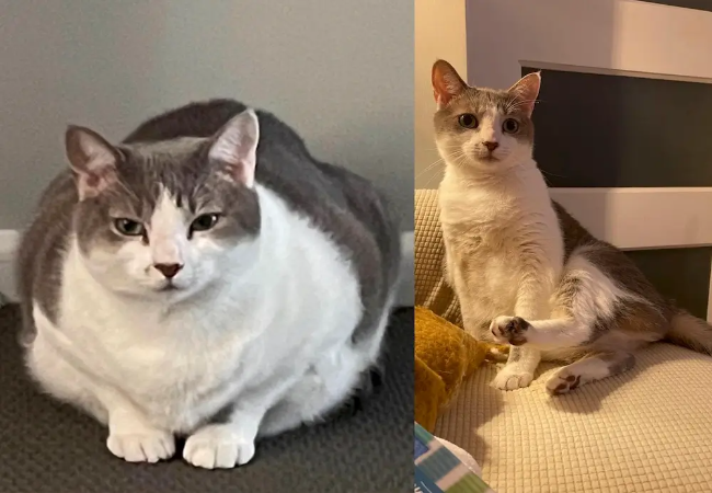 Helping Your Cat Lose Weight: Vet-Approved Tips for 2025 🐱✨