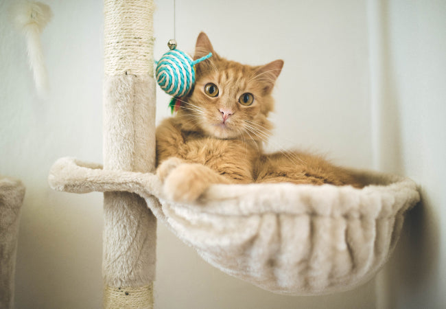 Homemade Cat Toys: DIY Ideas to Keep Your Cat Happy