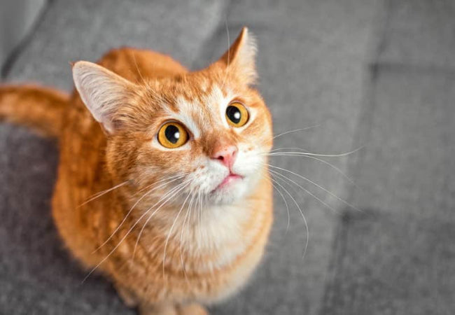 Orange tabby cat looking up with wide eyes on a gray floor.