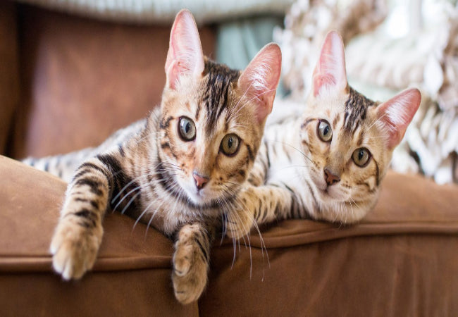 How Many Litter Boxes Do Cats Need? Complete Guide