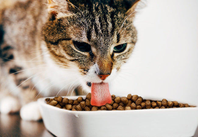 How to Expand a Picky Cat’s Diet: Tips for a Happier, Healthier Cat