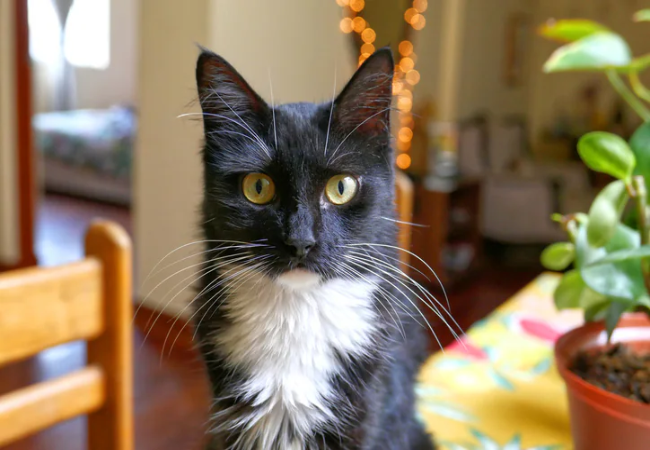 How to Help Your Cat Live Longer Feline Health Tips