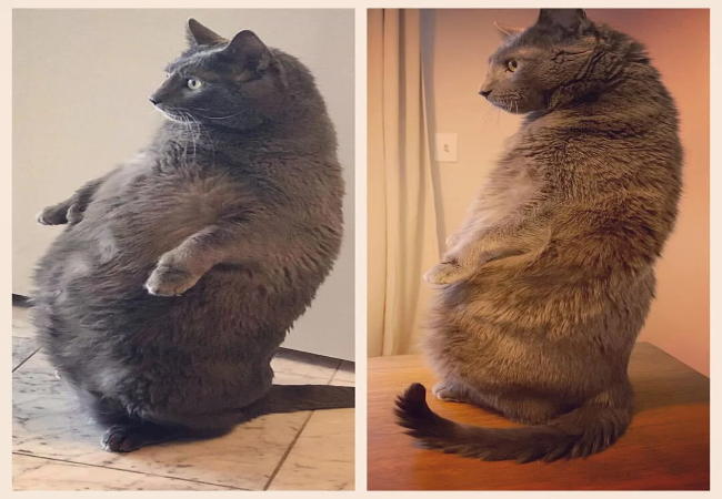 How to Help Your Cat Lose Weight – A 2025 Vet Backed Plan 🐱