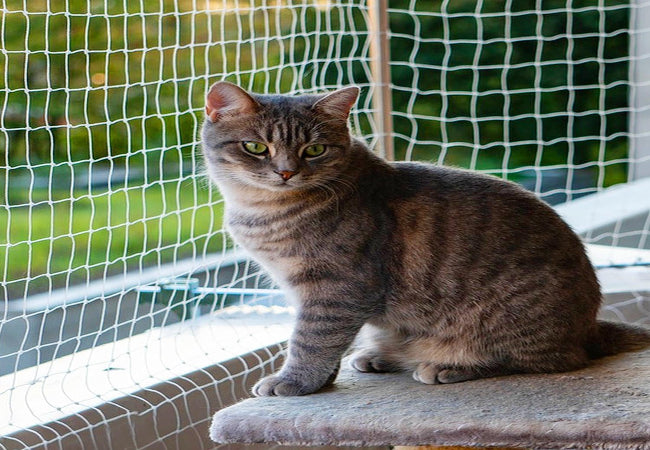 How to Safely Let Your Cat Enjoy the Balcony: A 2025 Guide 🐱🏡