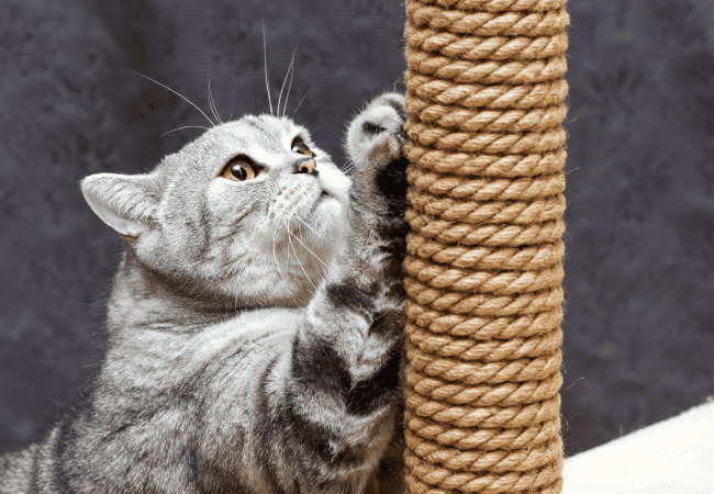 How to Stop Your Cat Scratching Furniture: Tips & Tricks