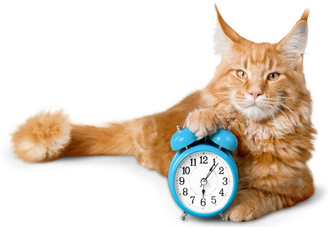 How to Teach Your Kitten in to Sleep in Their Bed — Stress Free Training