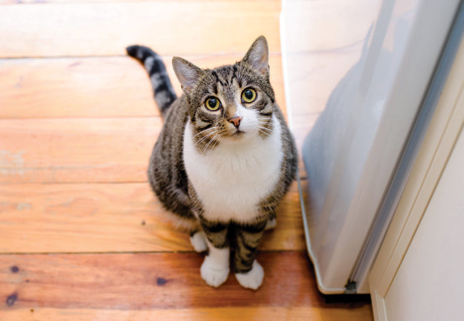How to Transition an Outdoor Cat Indoors Safely Guide