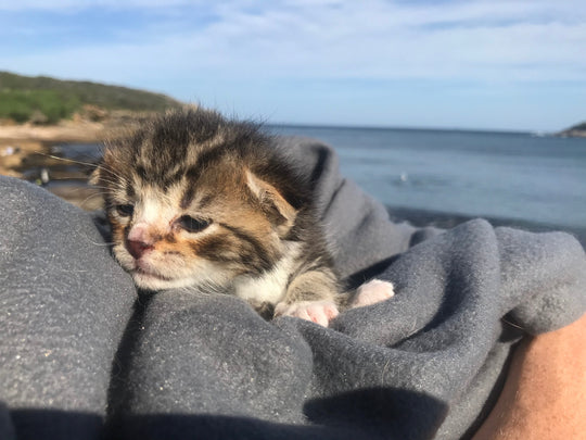 Vet-Approved Eco Friendly Cat Grooming 2025: Safe & Sustainable 🐾