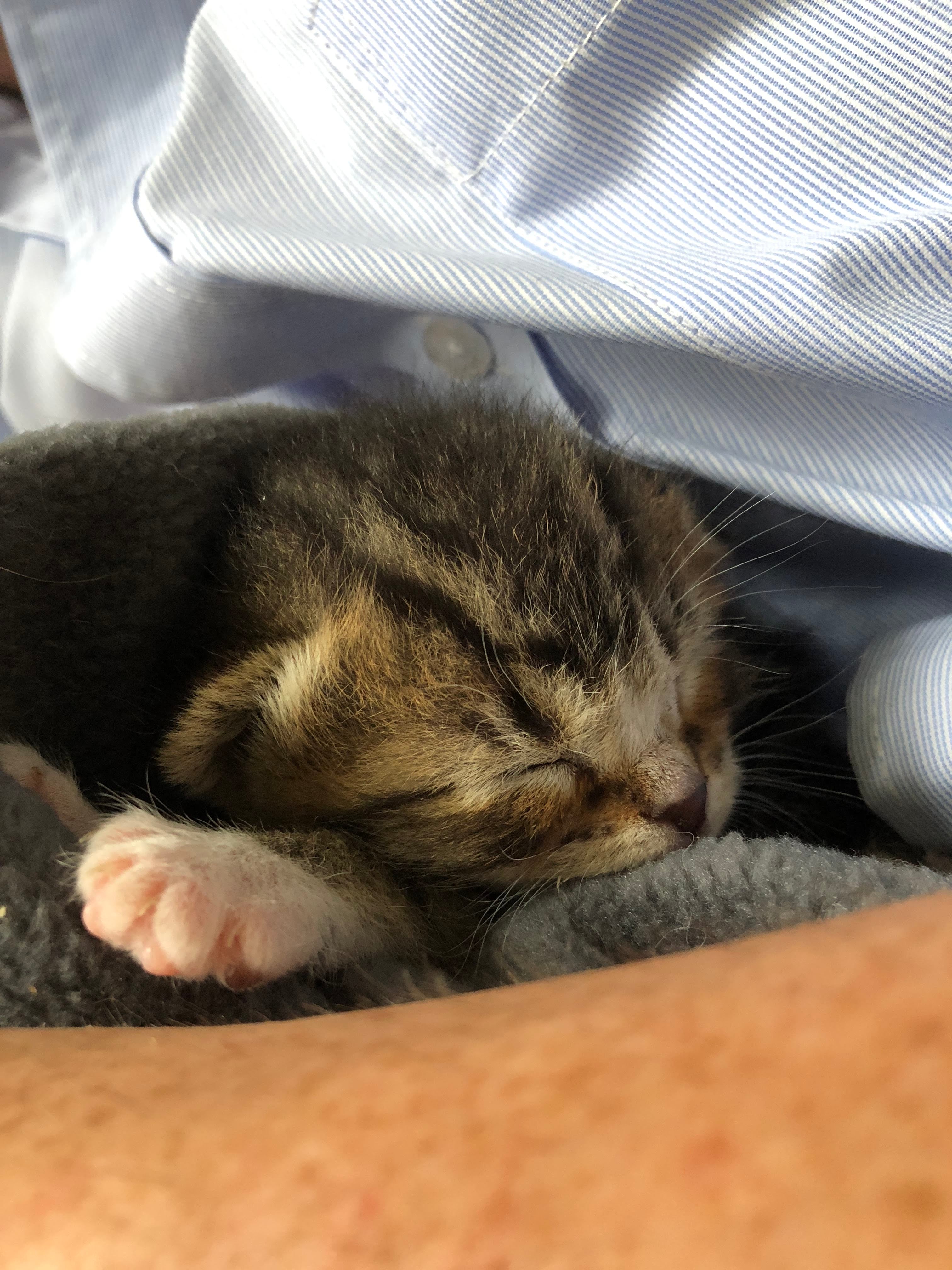 Do Cats Really Need Beds? Vet Facts vs. Internet Myths
