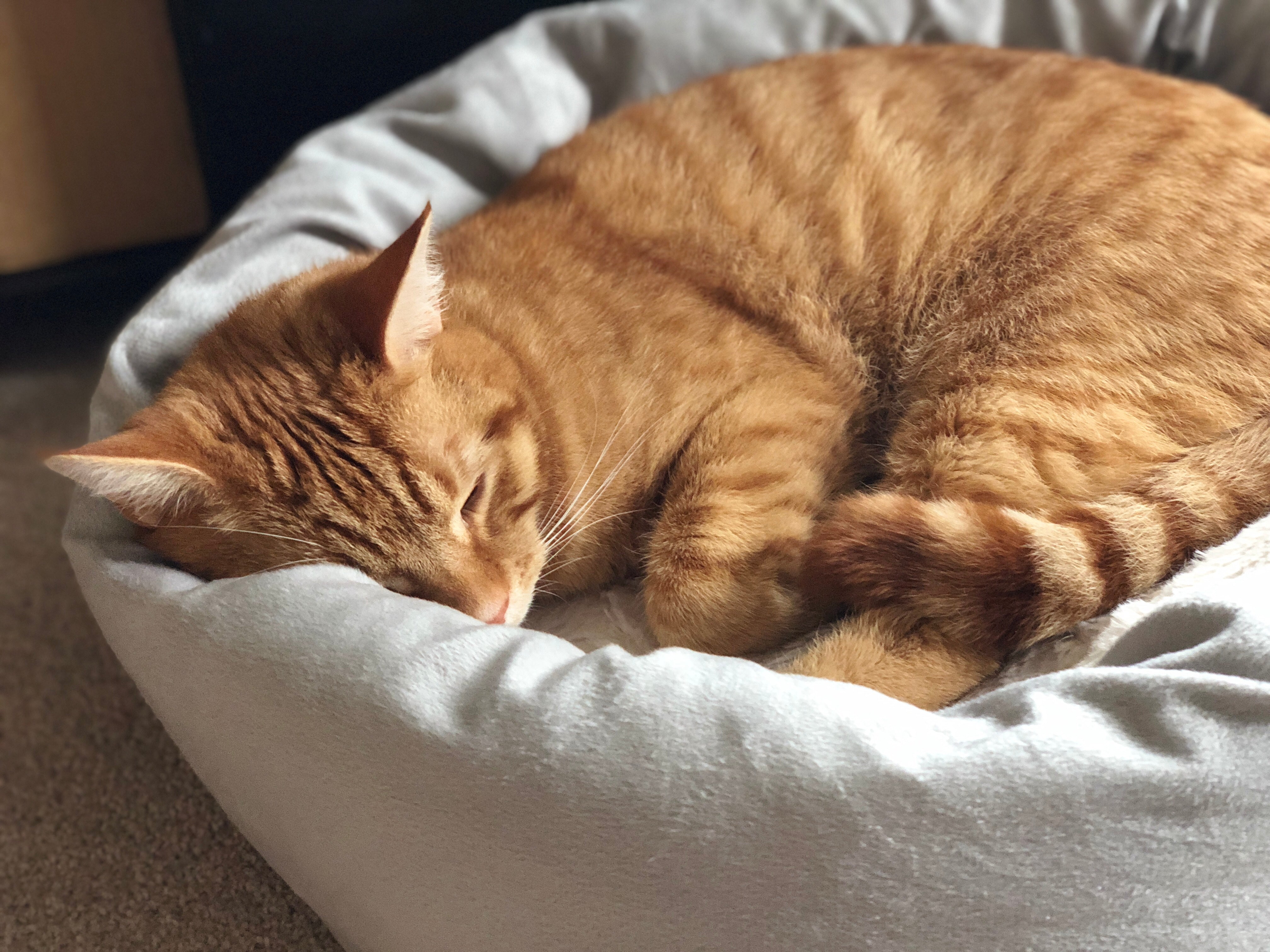 How to Help a Kitten Sleep Through the Night (Without Crying or Climbing You)