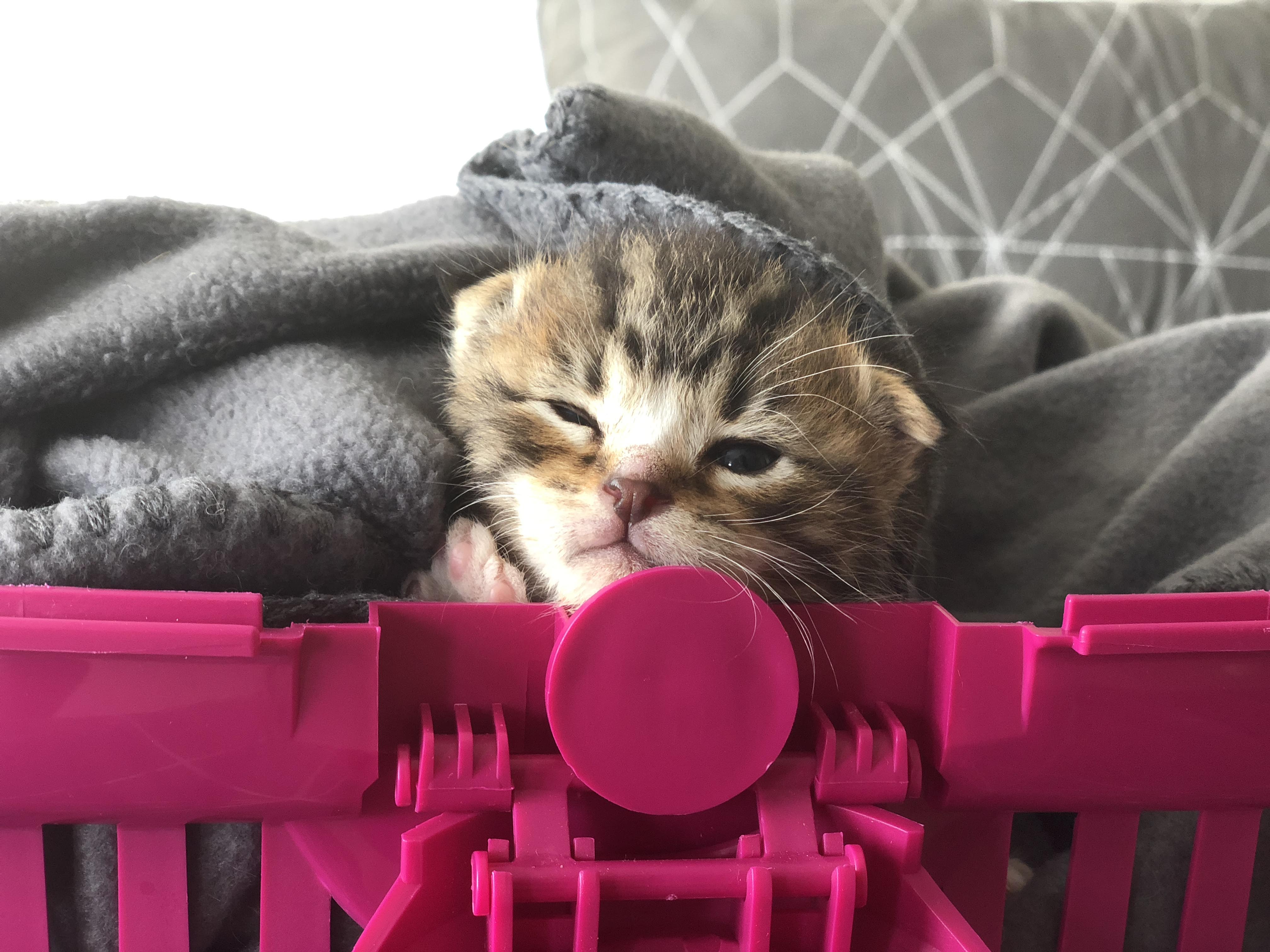 The Best First Bed for Your Kitten: Vet-Approved Starter Picks