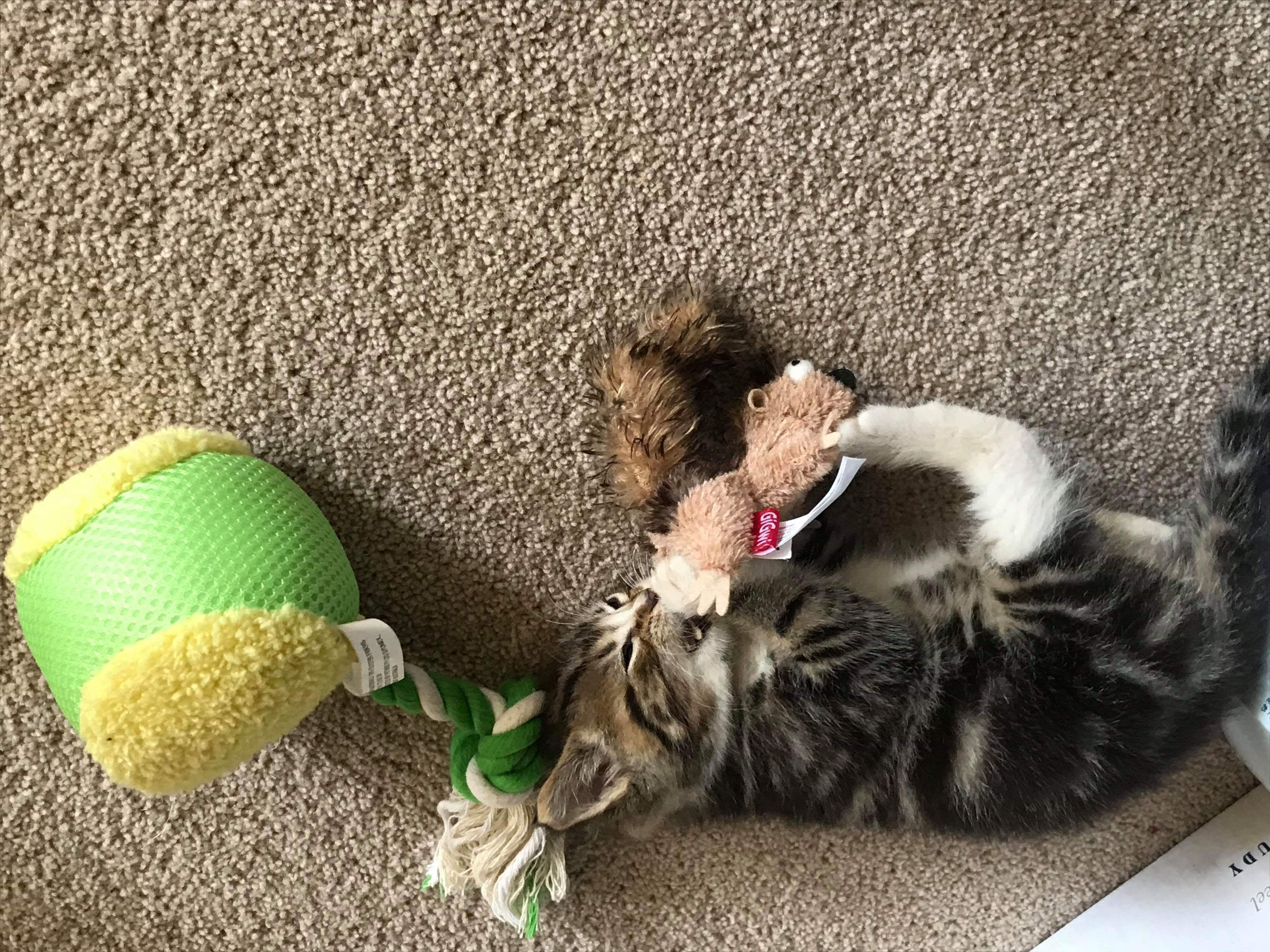 Kitten Bed Training: How to Teach Your Kitten Where to Sleep
