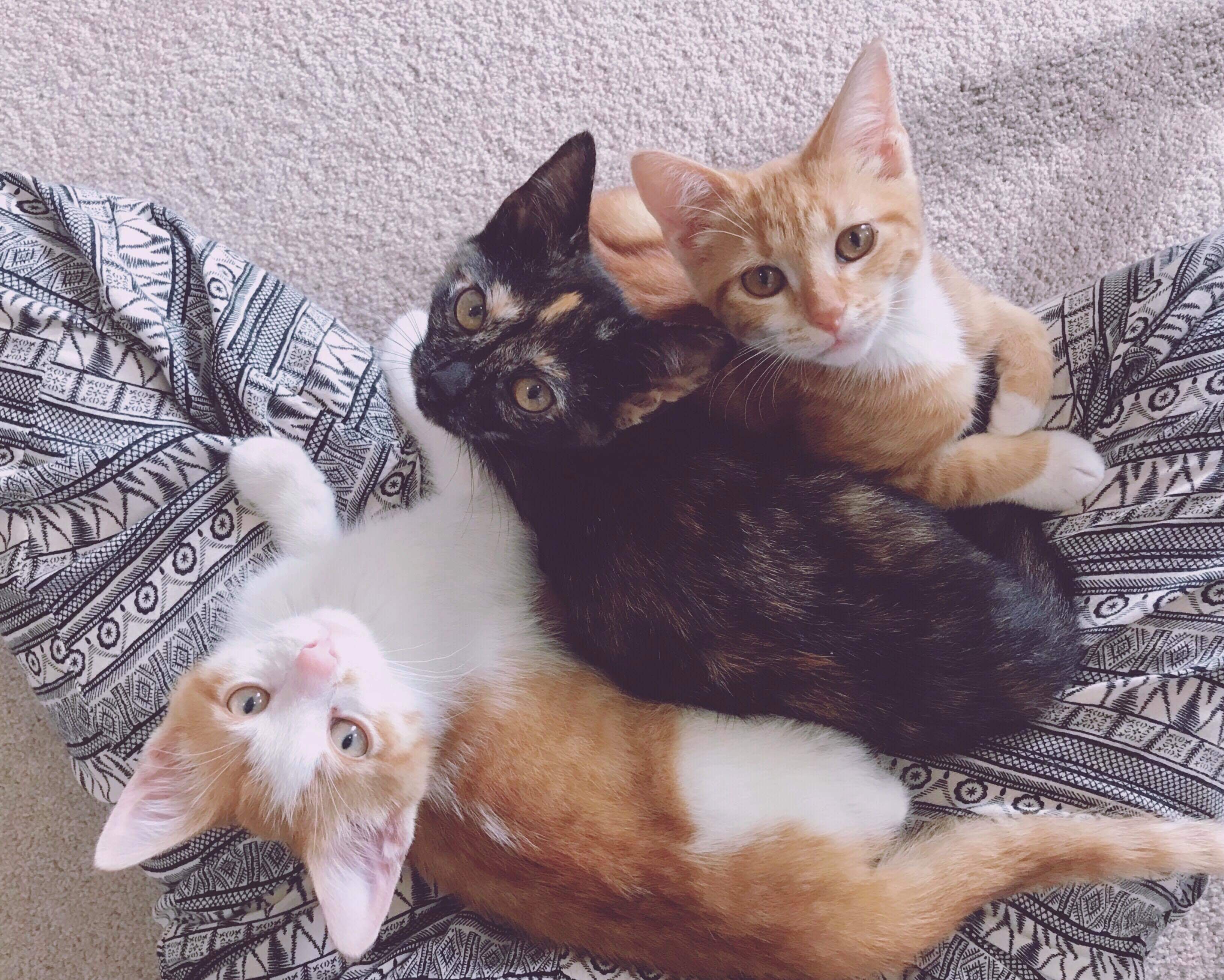 When Should You Switch Your Kitten to an Adult Cat Bed? (Vet-Approved Guide)
