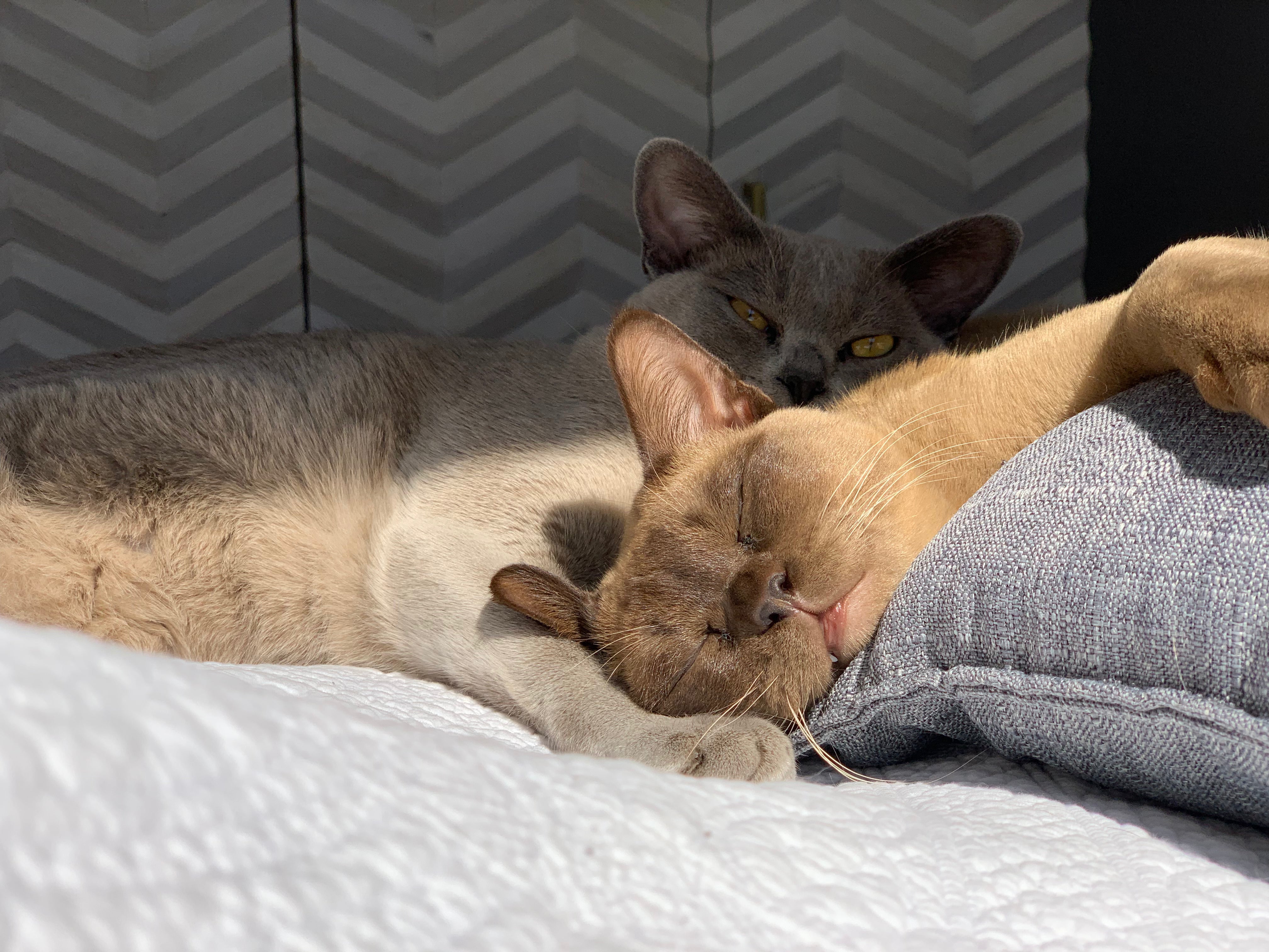 How to Set Up the Perfect Kitten Sleep Zone (Bed, Blankets & Comfort Tips)