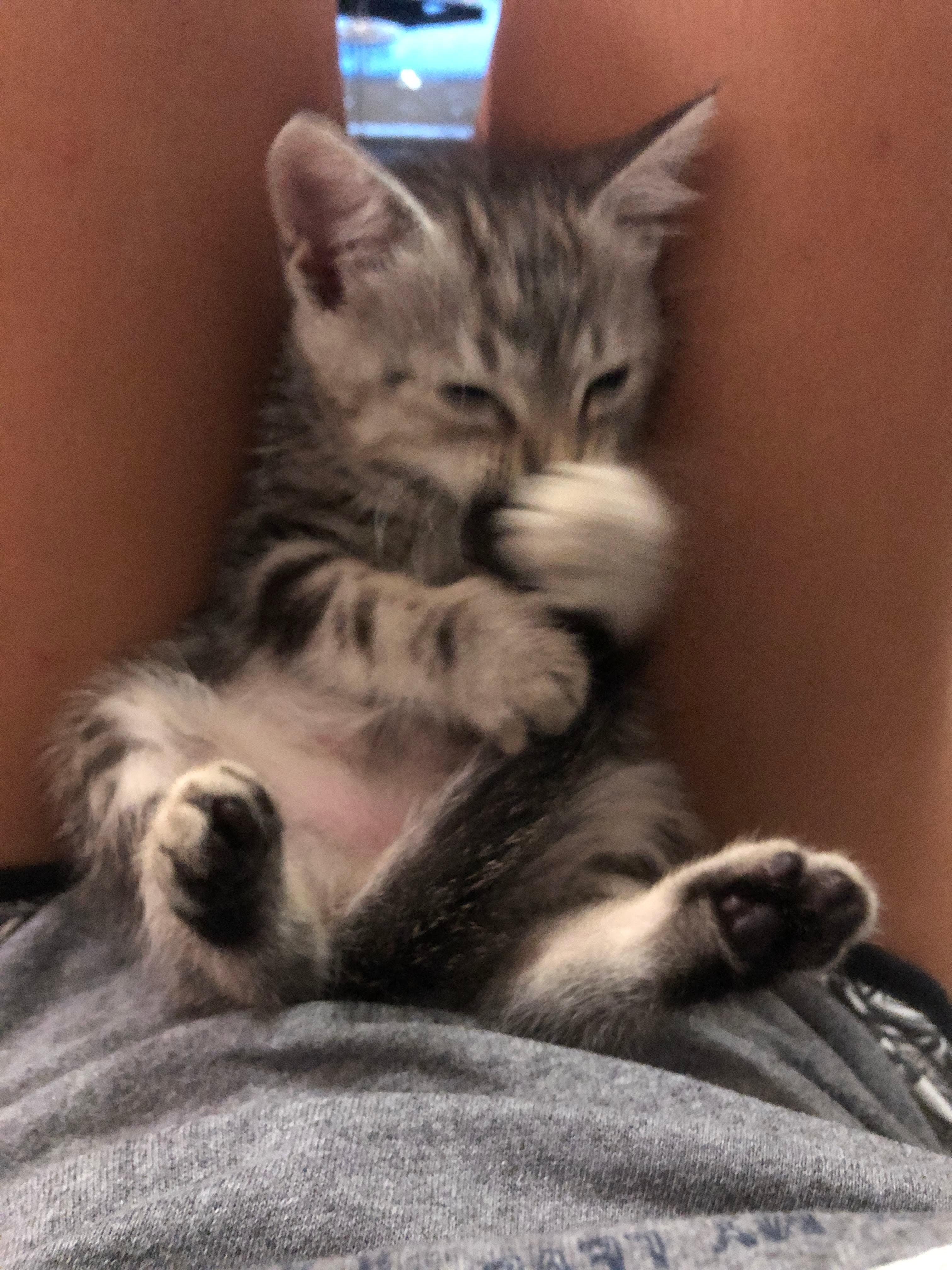 Why Kittens Sleep So Much (And How to Support Healthy Growth)