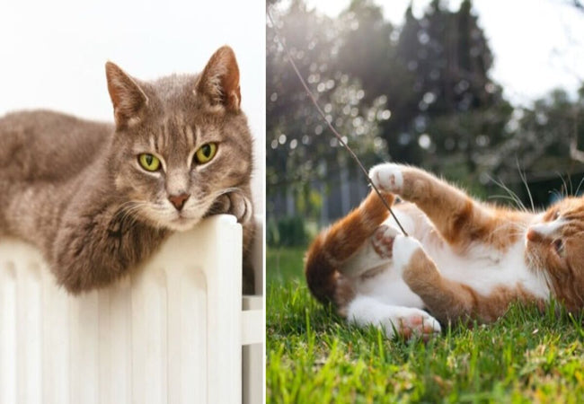 Indoor vs. Outdoor Cats: 2025 Vet-Approved Lifestyle Guide 🐱