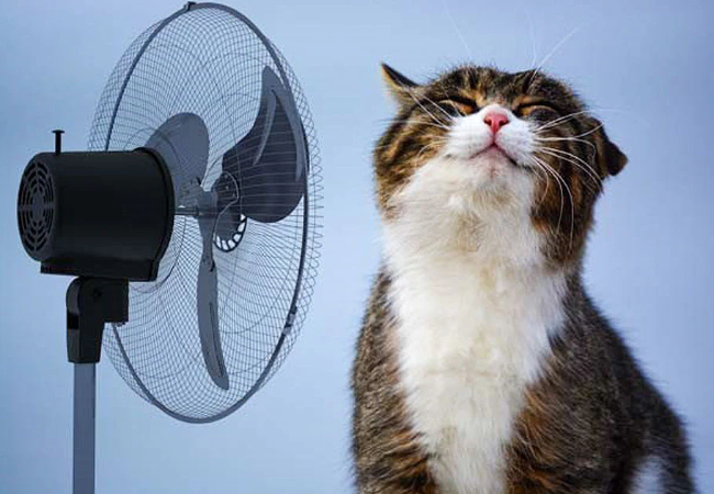 Keeping Your Cat Cool in Summer: Essential Hot Weather Tips 2025 🐱☀️
