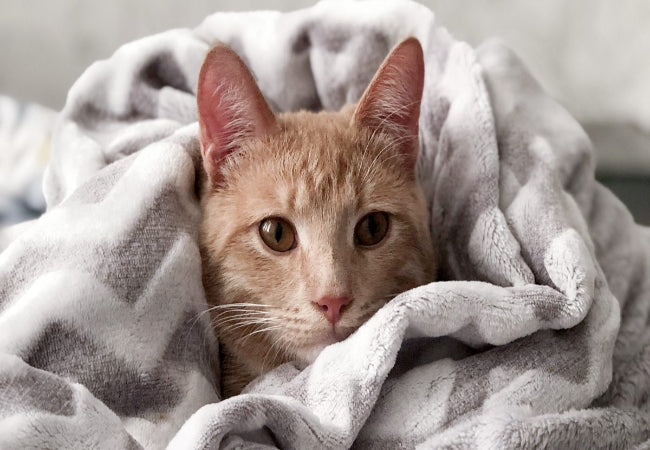 Keeping Your Cat Warm in Cold Weather: Essential Tips