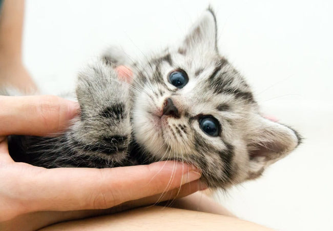 Kitten Confidence Checklist: Vet-Approved Nutrition & Play
