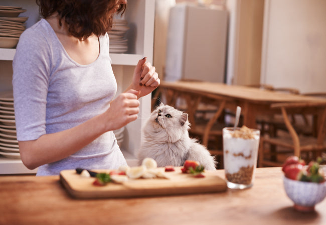 Kitten Nutrition Check: Signs Your Diet Is Actually Working