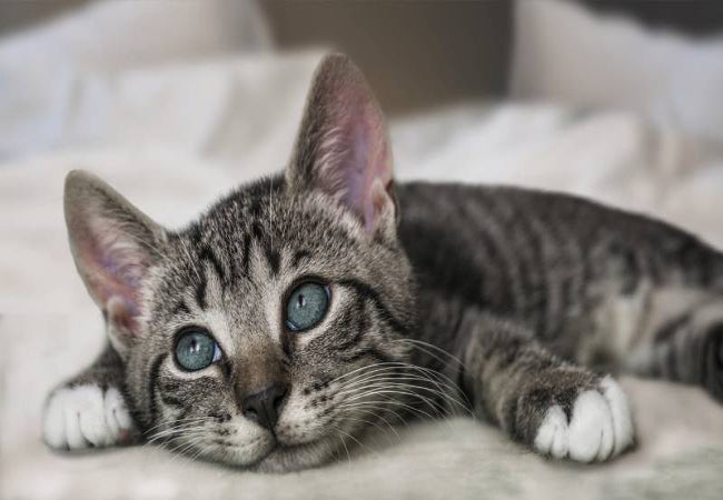 Kitten Play: Vet-Approved Tips for Growth, Sleep & Confidence