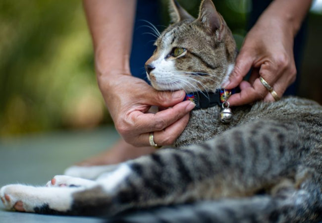 Living with Cat Allergies: A Vet-Approved Survival Guide