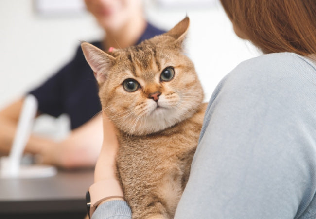 Living with Cats When Allergic: Vet-Approved Tips & Breeds