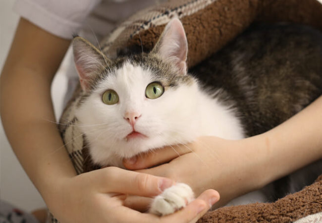 Managing Cat Arthritis in: Vet-Approved Comfort Tips