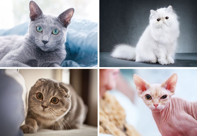 Most Lazy & Cuddly Cat Breeds 2025: Perfect Cozy Companions 🐱