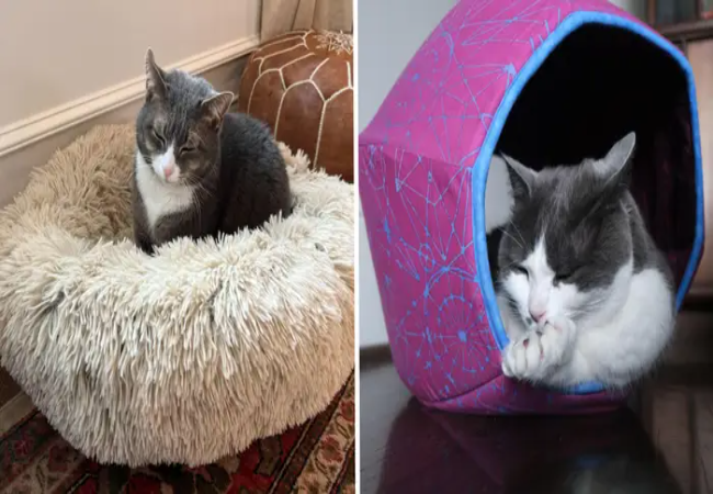 Multi-Cat Household: Stress-Free Ways to Add New Beds