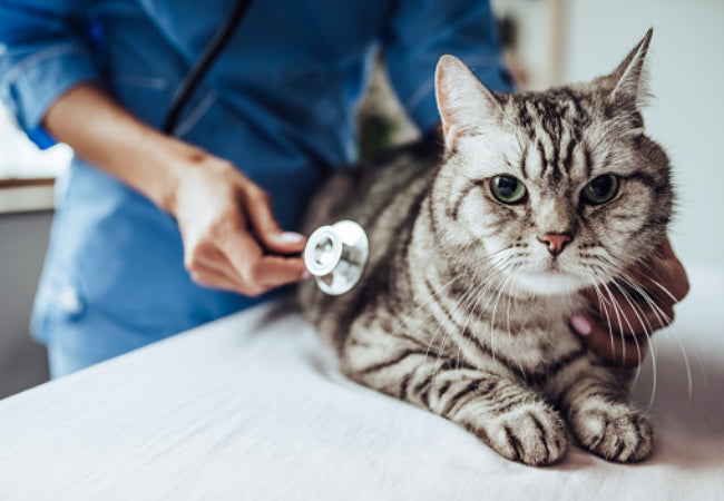 My Cat Has Behavior Issues: What You Can Do Vet Advice