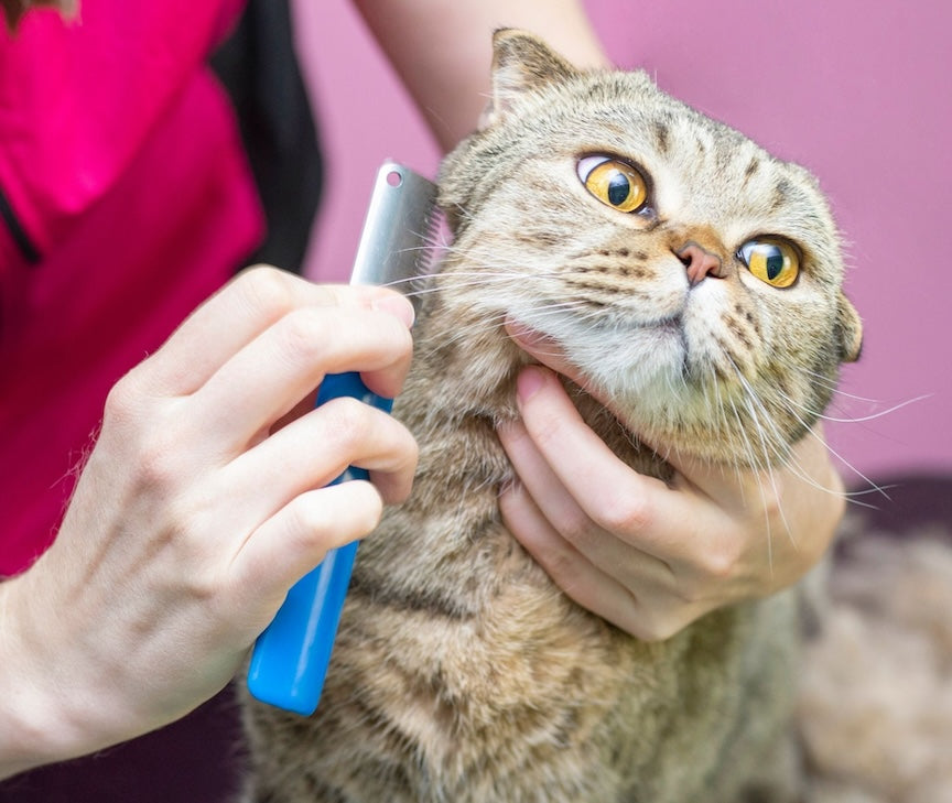 Vet Approved Guide: Manage Cat Shedding for a Fur Free Home