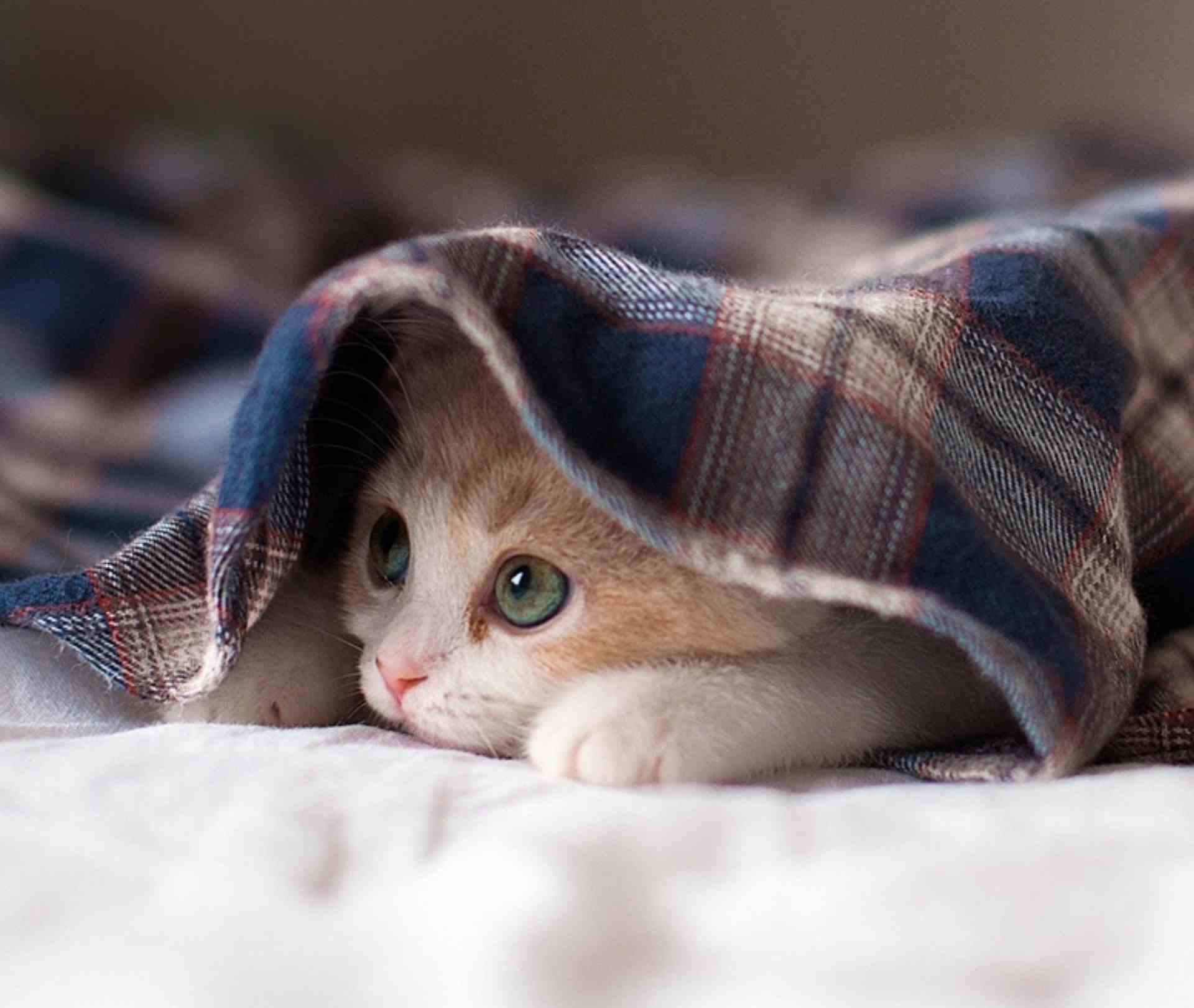 Best Beds for Anxious Cats: Safe, Vet-Approved Sleep Spaces