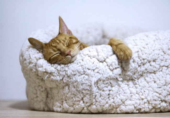 Personalized Cat Sleep Spaces: Vet Advice for Age & Personality