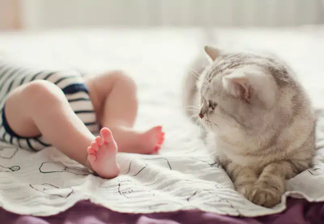 Preparing Your Cat for a New Baby: Step by Step Guide