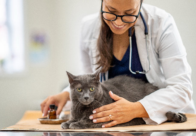Prevent & Treat Common Cat Diseases: Vet-Approved Guide