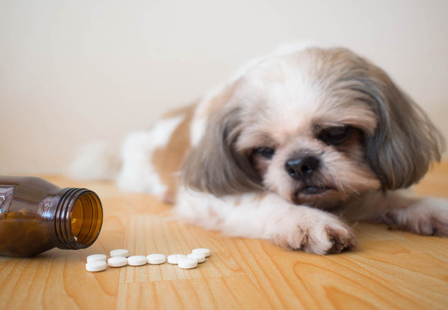Puppy Medication Schedule 2025: Worm, Flea & Heartworm Guide 🐶