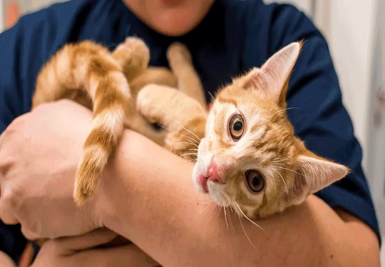 Raise a Confident Kitten 2025: Vet-Approved Sleep, Diet & Play 🐱