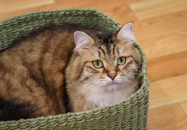 Remove Cat Poop from Fur Safely: Step by Step Guide