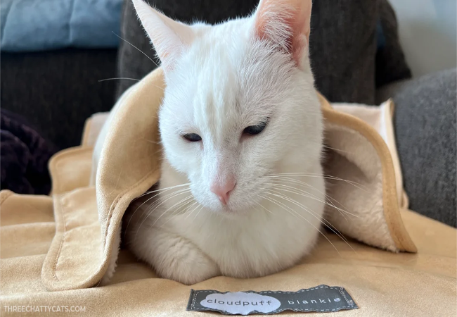 Senior Cat Checklist 2025: Comfort, Mobility & Warmth 🐱🛏️
