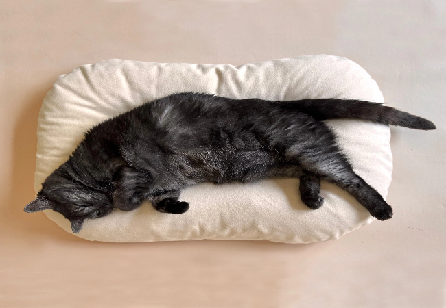 Senior Cats Sleep 2025: Beds That Support Comfort & Mobility 🐱🛏️