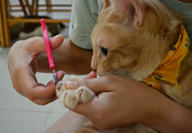 Stop Your Cat’s Nail Bleeding: Vet-Approved Tips & Prevention