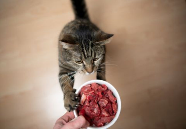 Switch Your Kitten to a Natural High-Meat Diet Safely Vet Tips