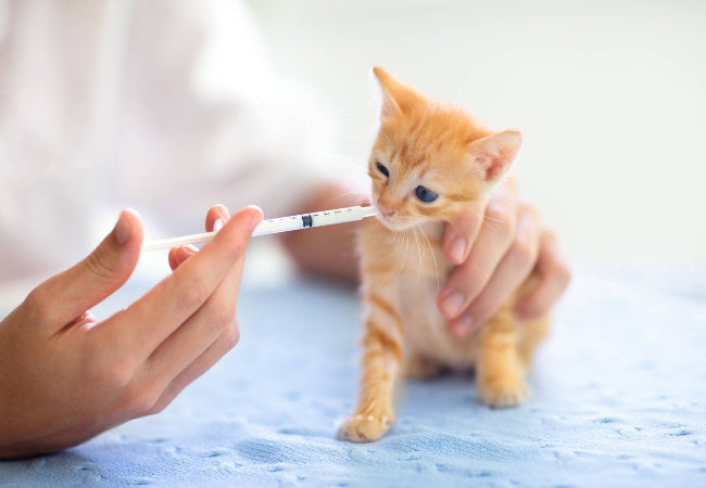 Syringe Feeding Cats: Risks & Why Vet Guidance Matters