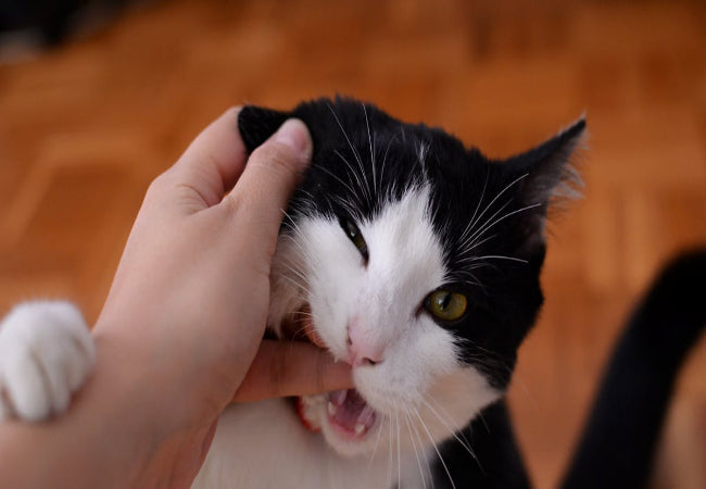 Teach Your Cat to Stop Biting: Vet-Approved Tips
